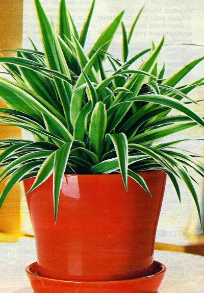 Хлорофитум хохлатый - комнатные растения.